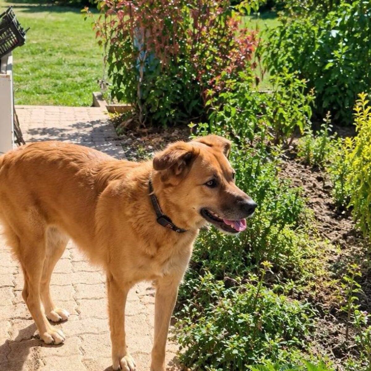 Adoption Bella 