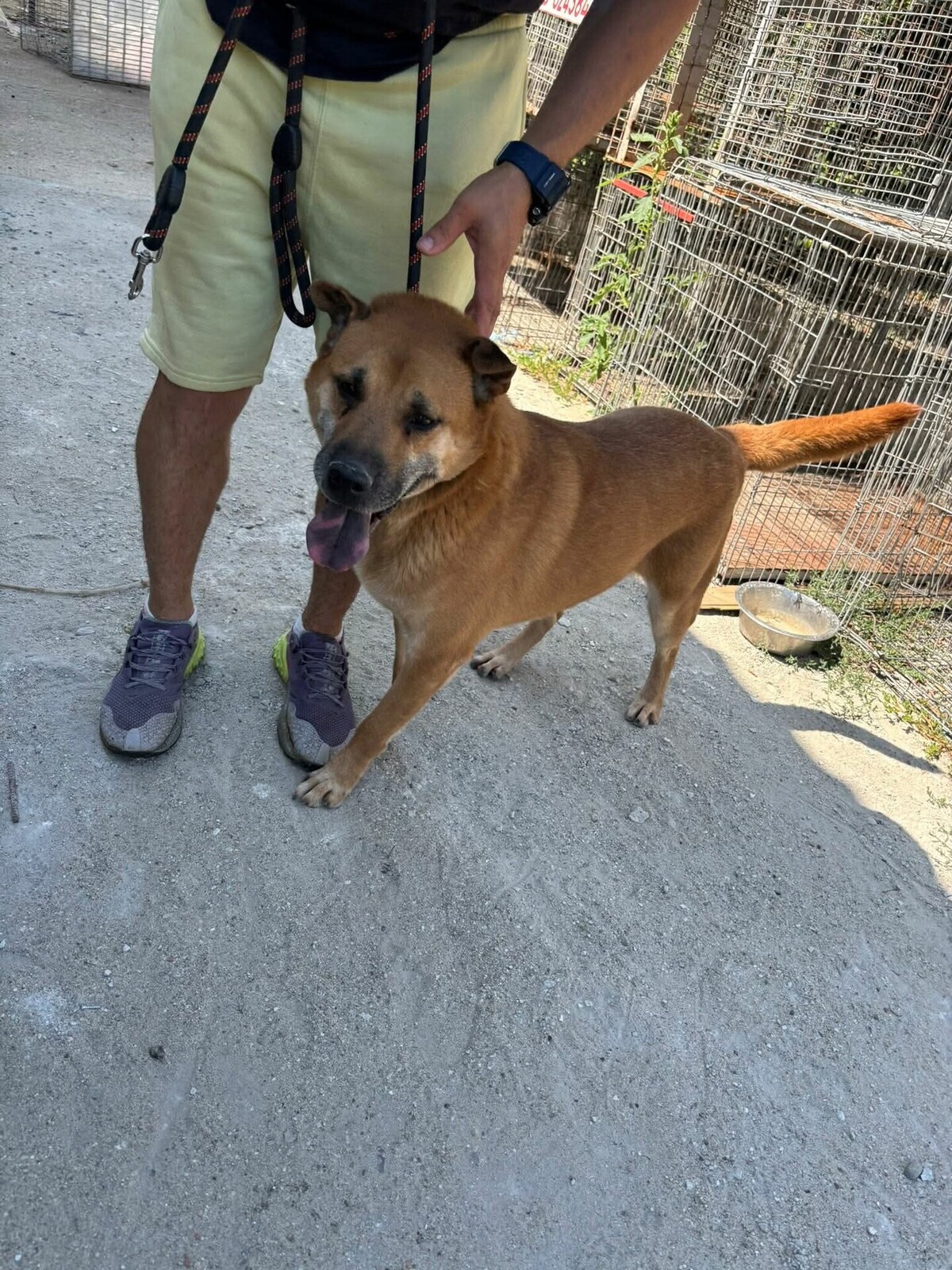 Adoption Kolanta