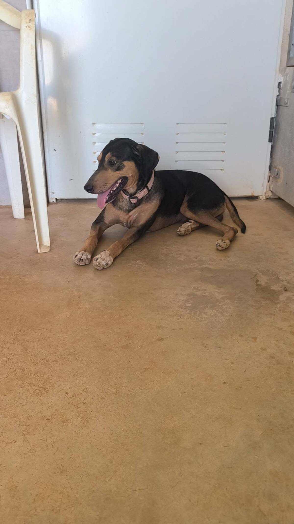 Adoption Maxou