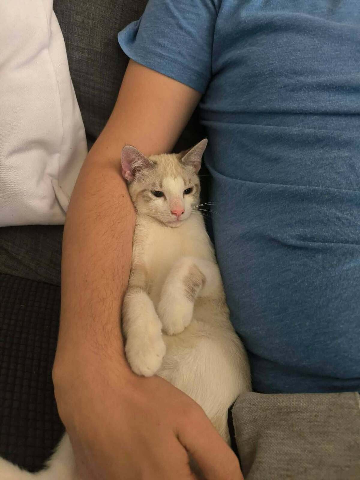 Adoption Hali
