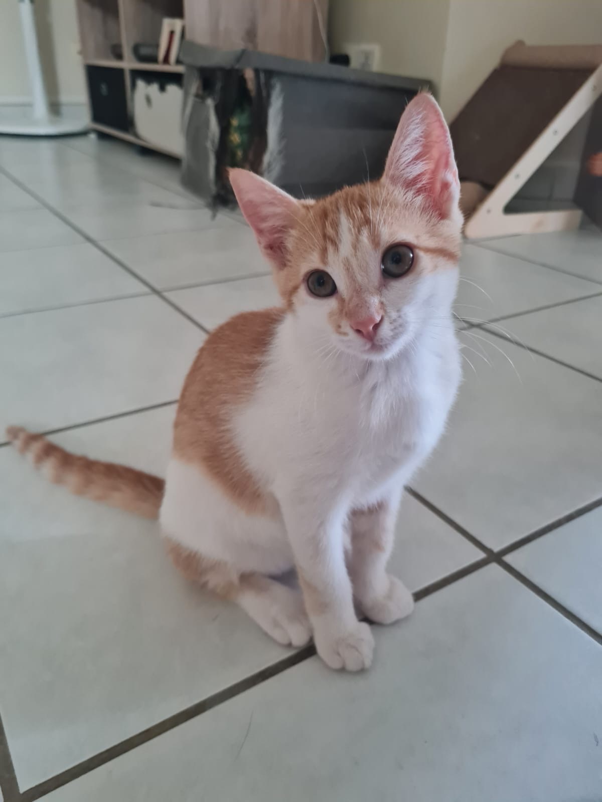 Adoption Noisette