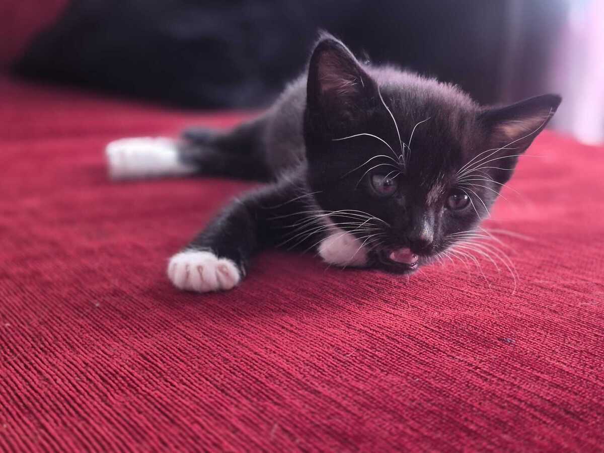 Adoption Berlioz