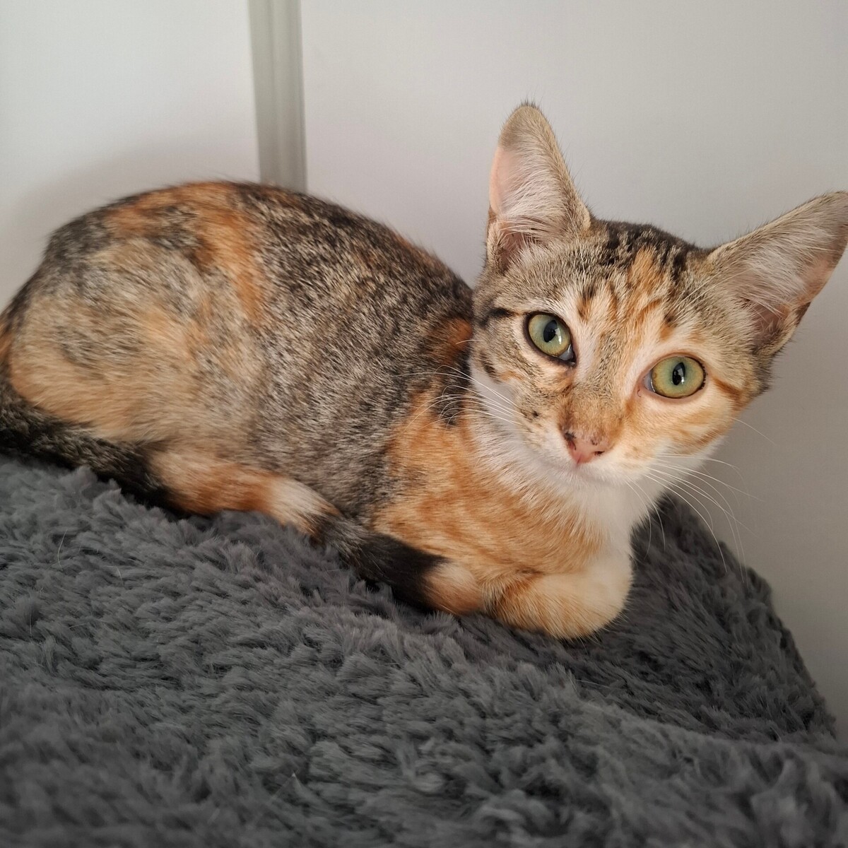 Adoption BACCARA