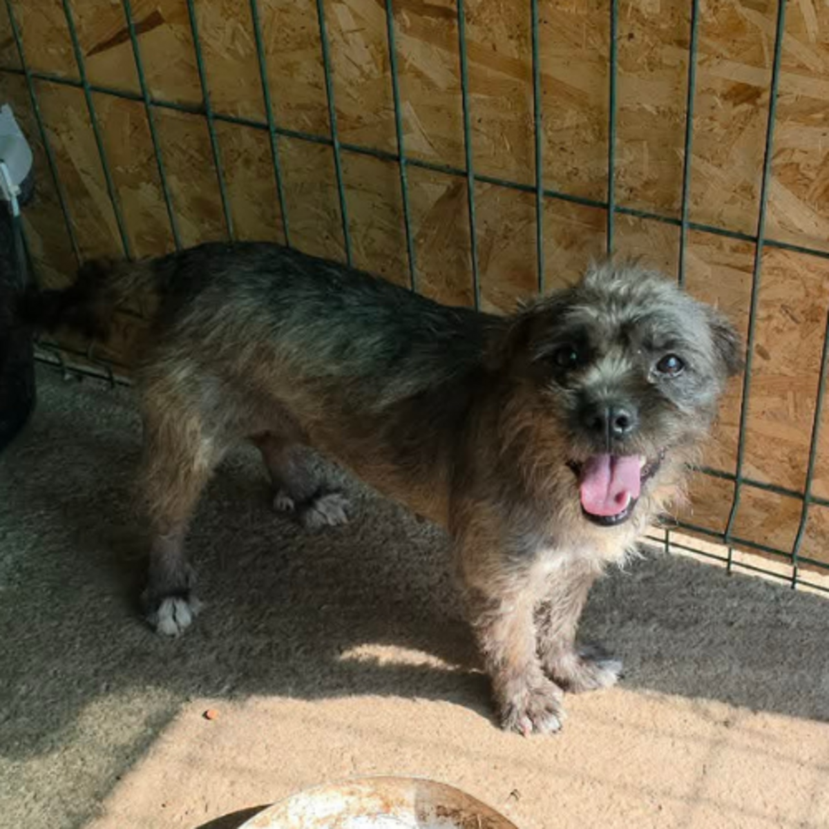 Adoption Grey