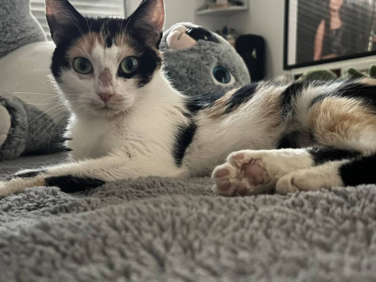 Adoption Lila