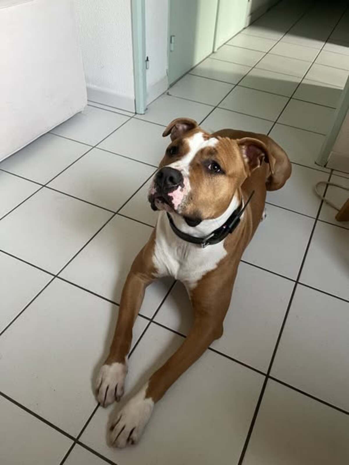 Adoption Arès