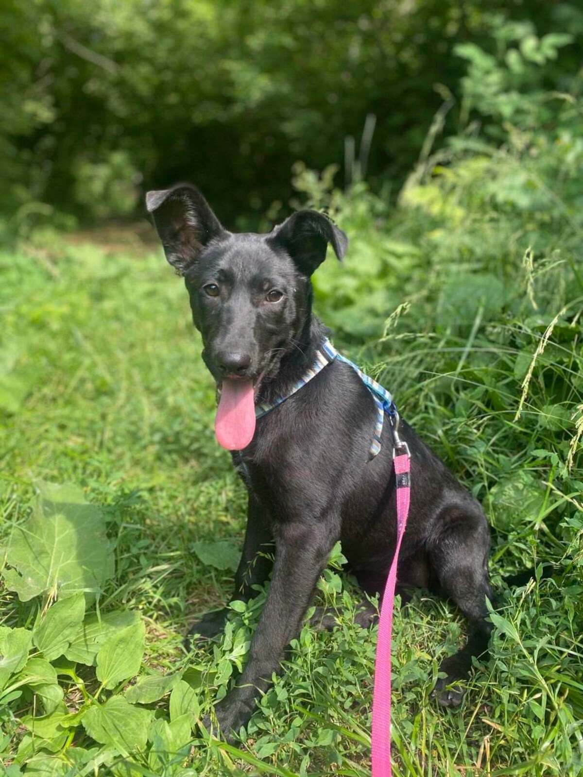 Adoption Scarlet