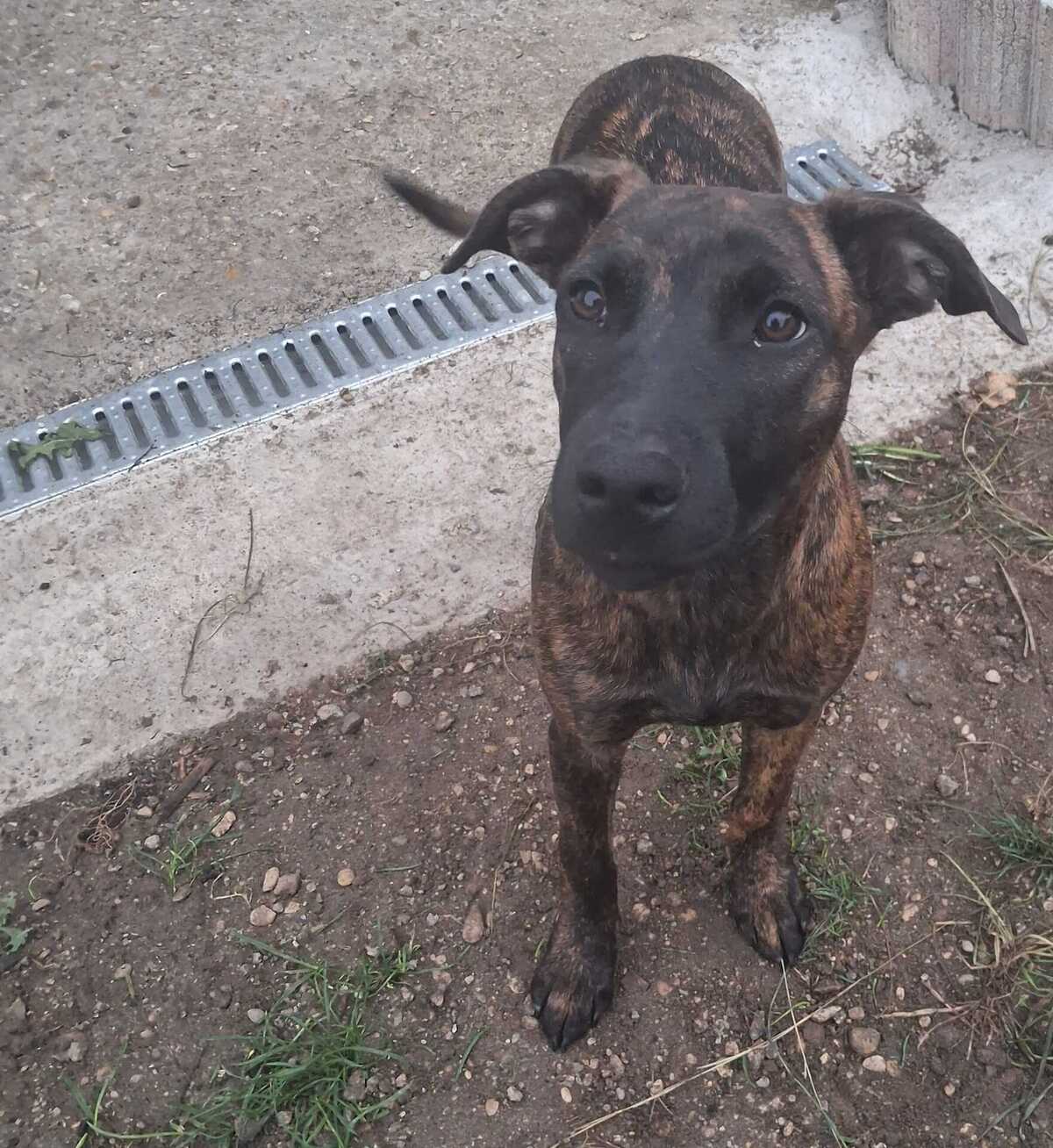 Adoption Stormy 