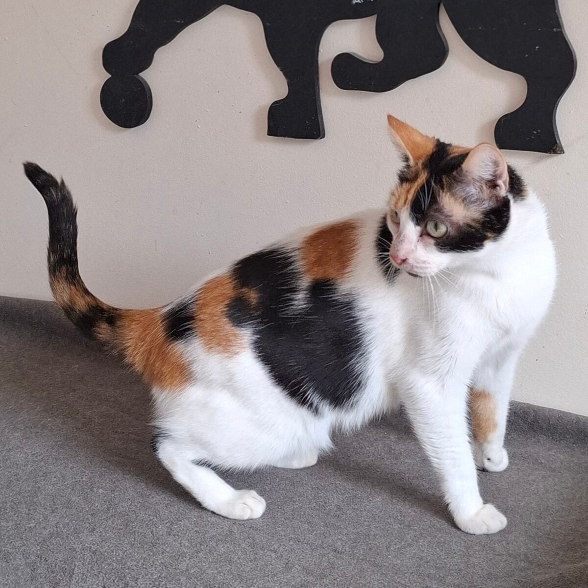 Adoption BELINDA