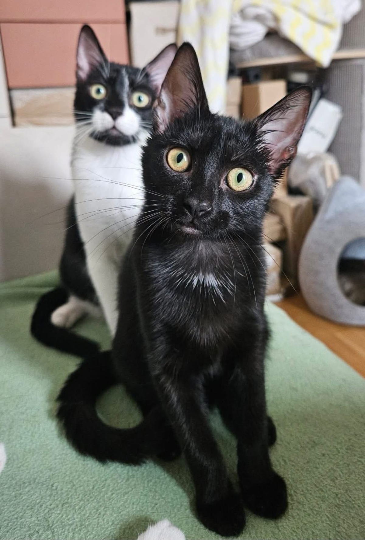 Adoption Saori et Shiryu