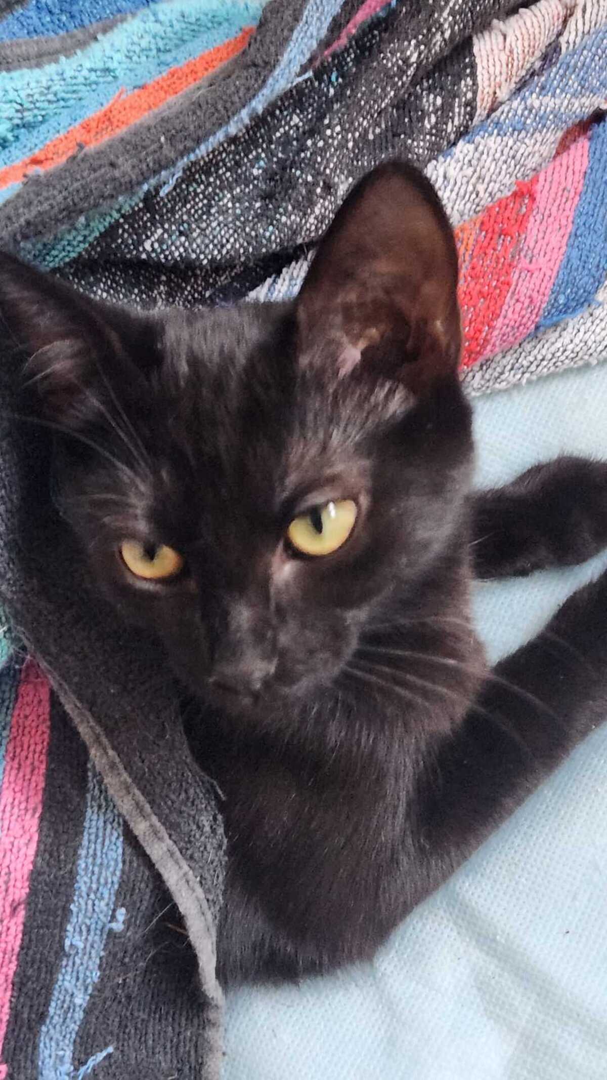 Adoption Belissama