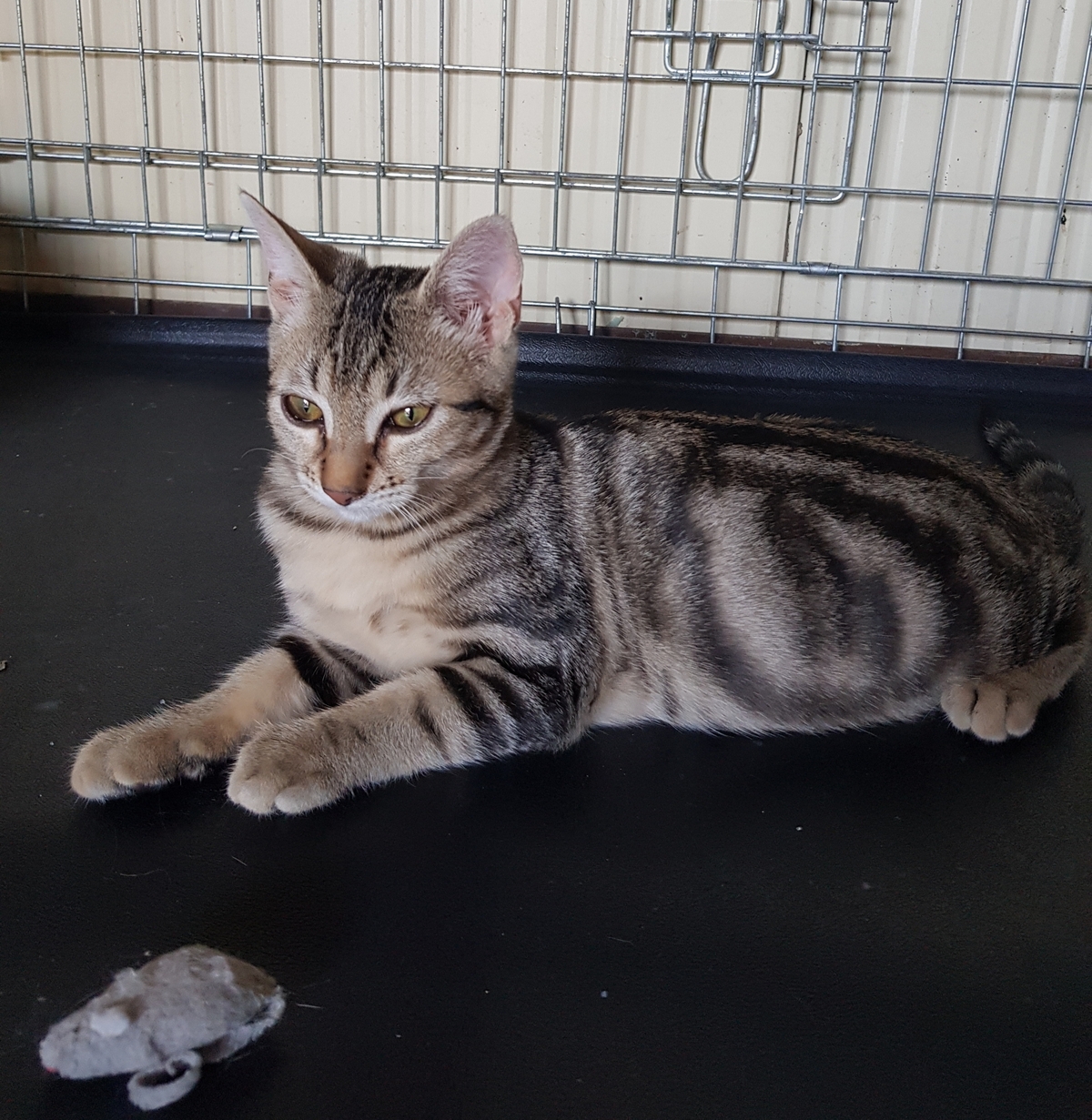 Adoption Rio
