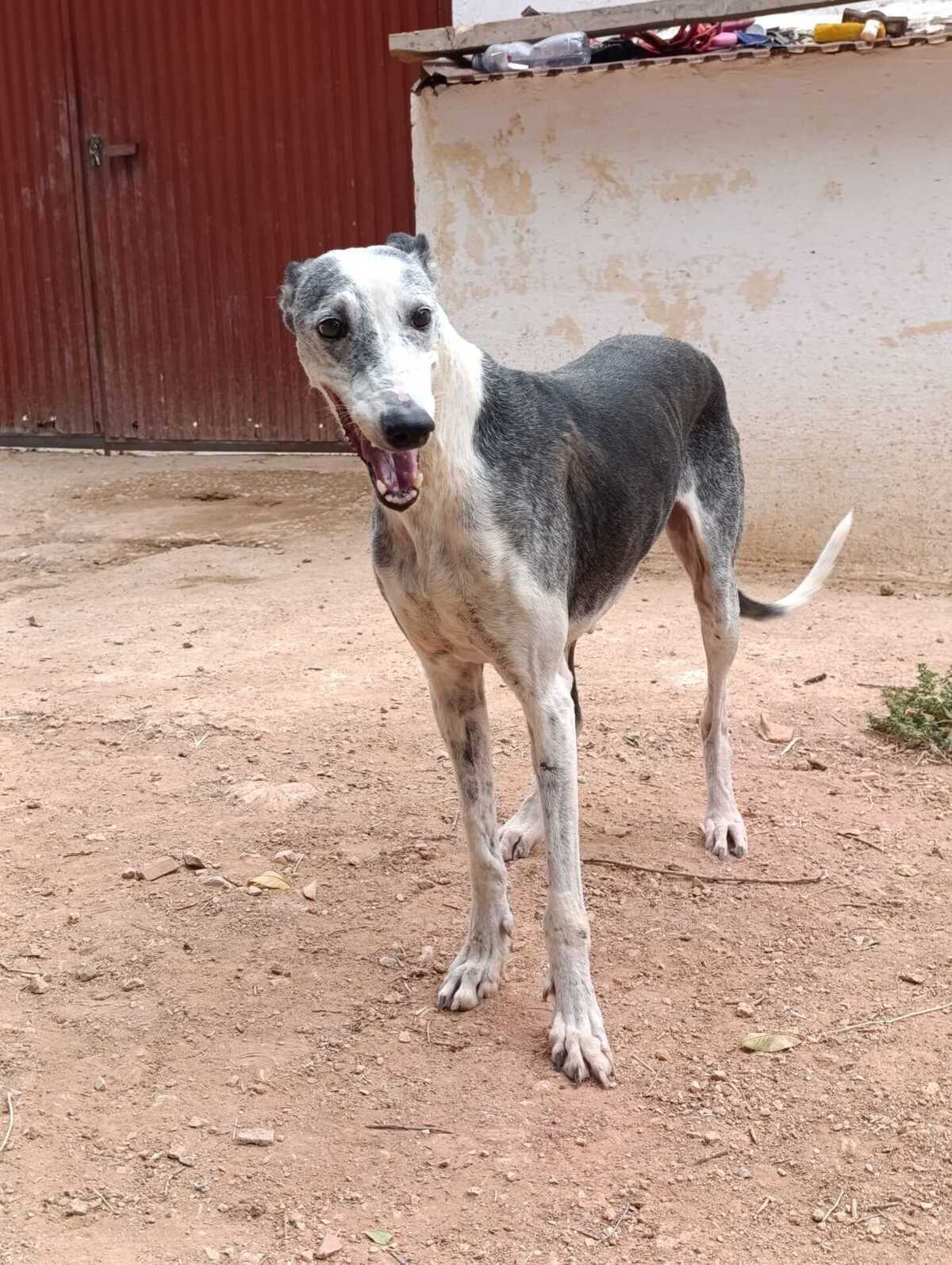Adoption Cheni