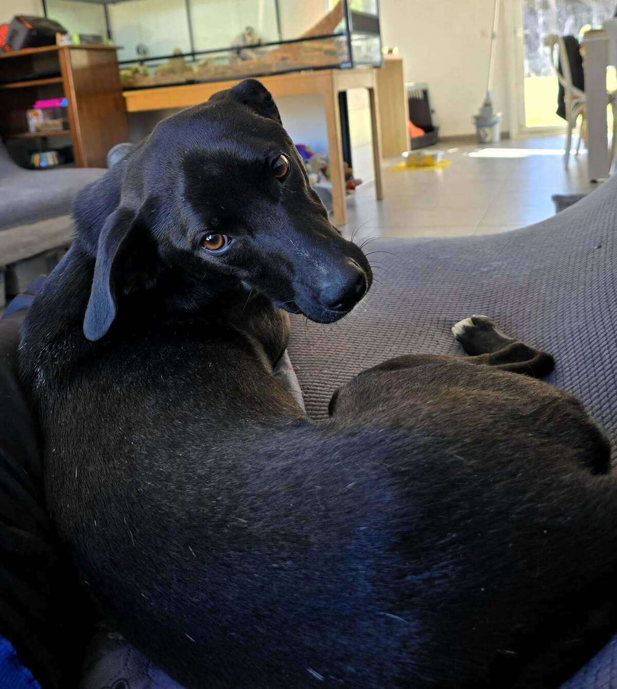 Adoption Carrie