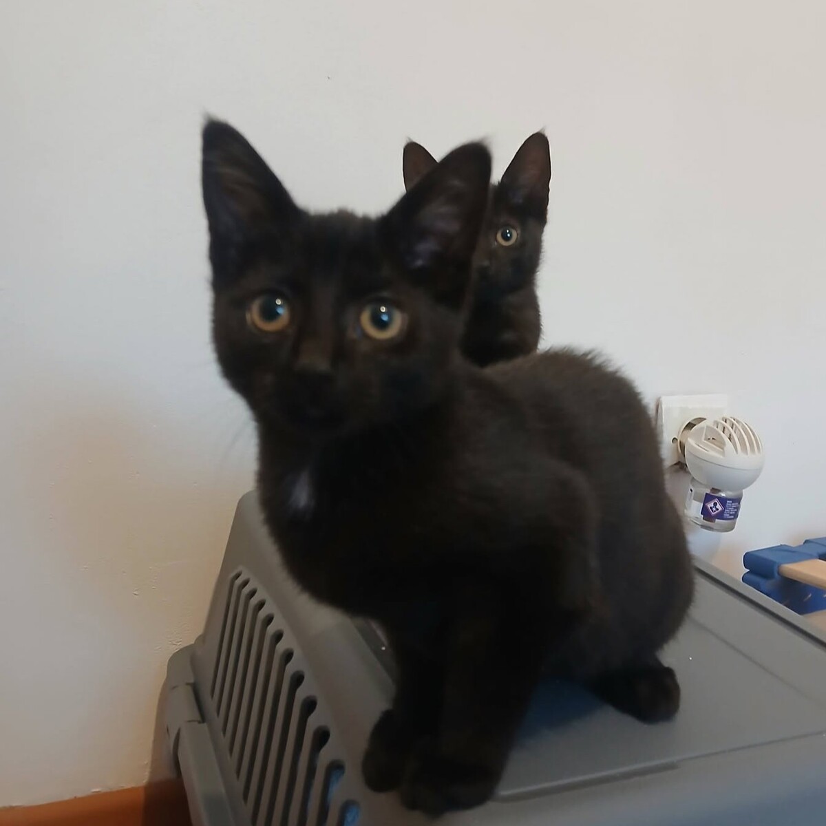 Adoption Sael