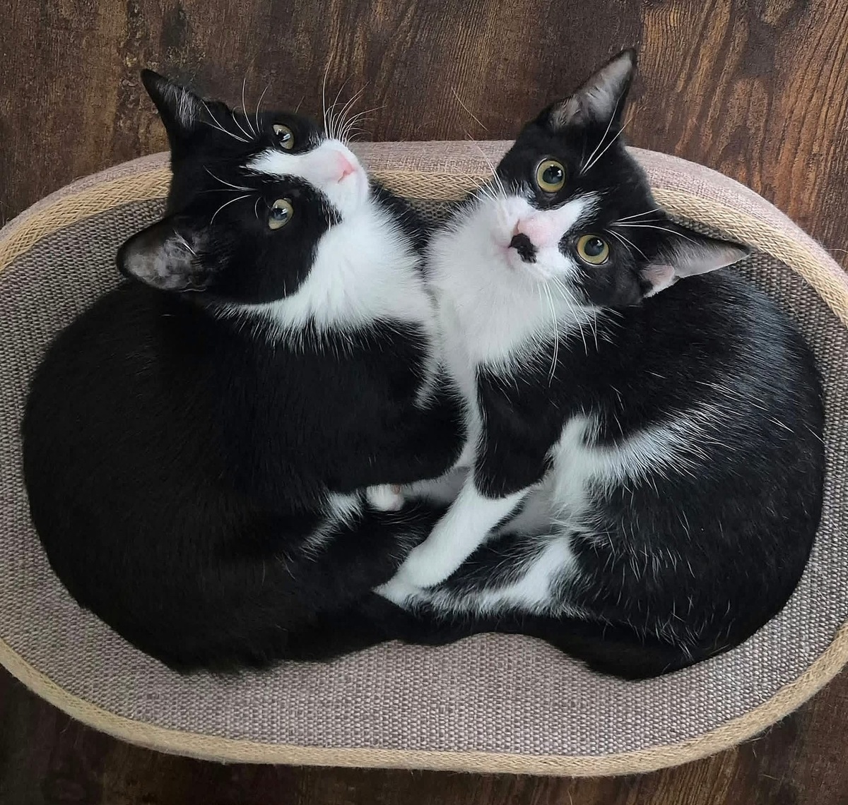 Adoption Swim et Filonna 