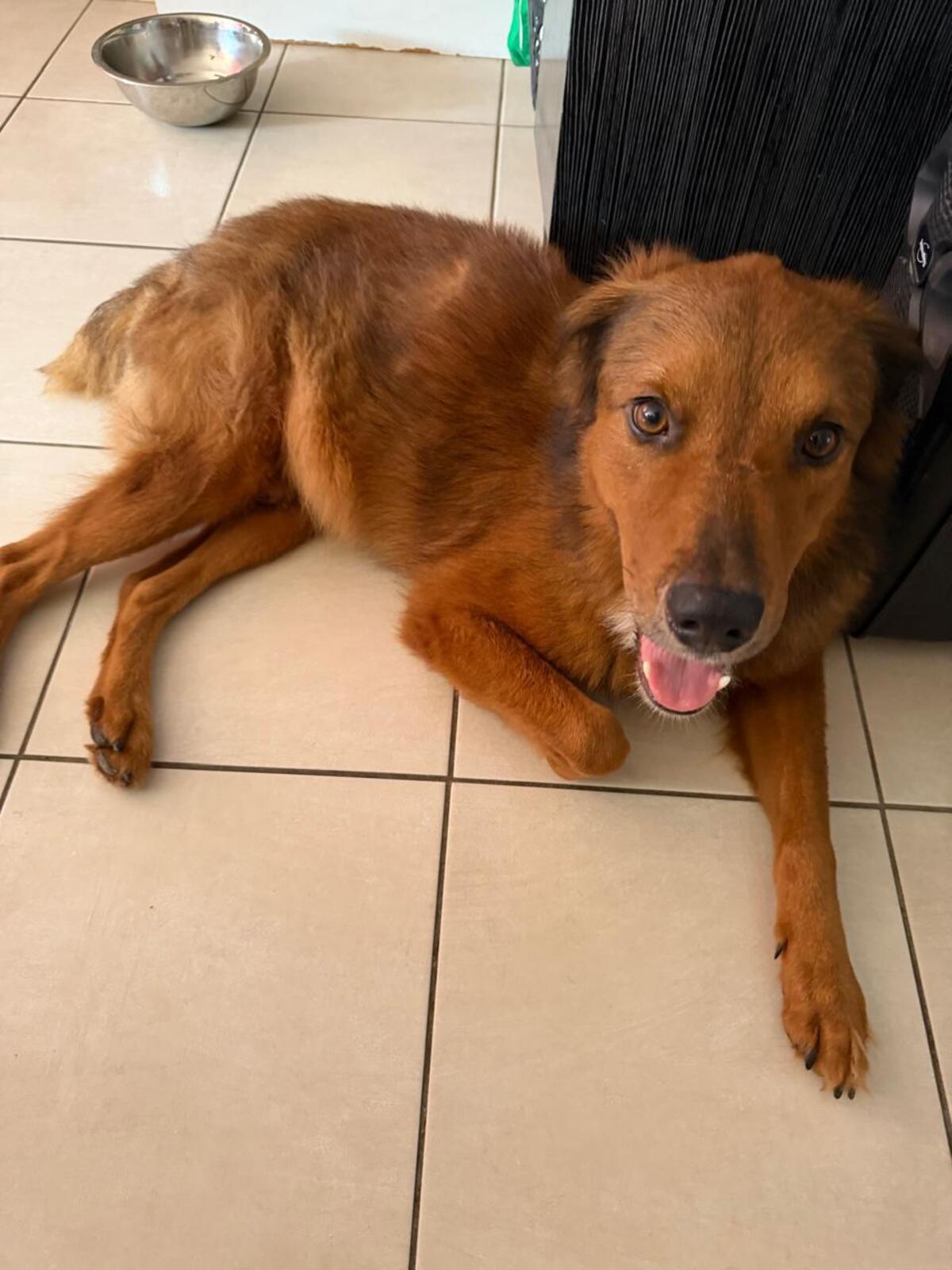 Adoption Sweety
