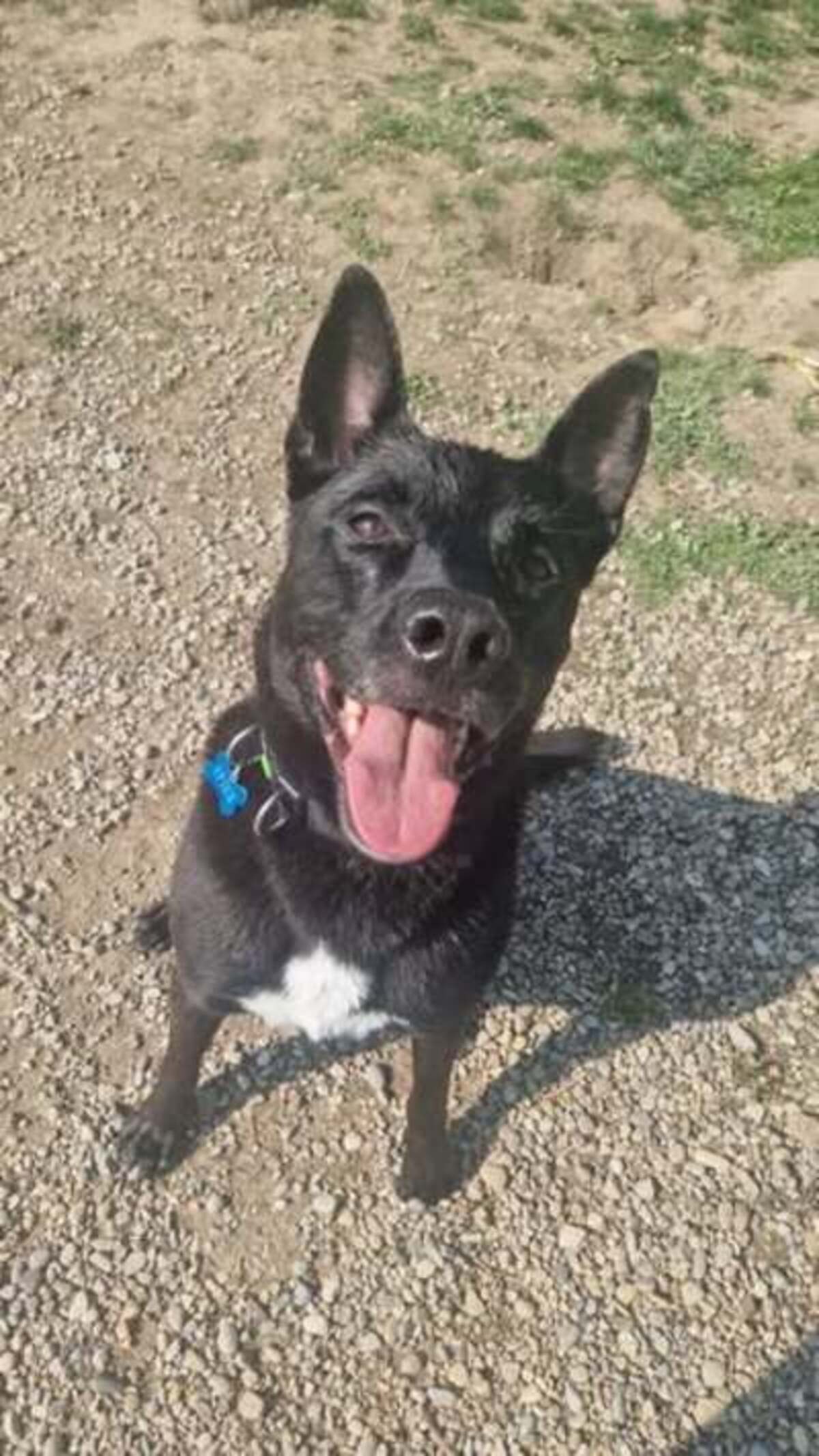 Adoption Spike