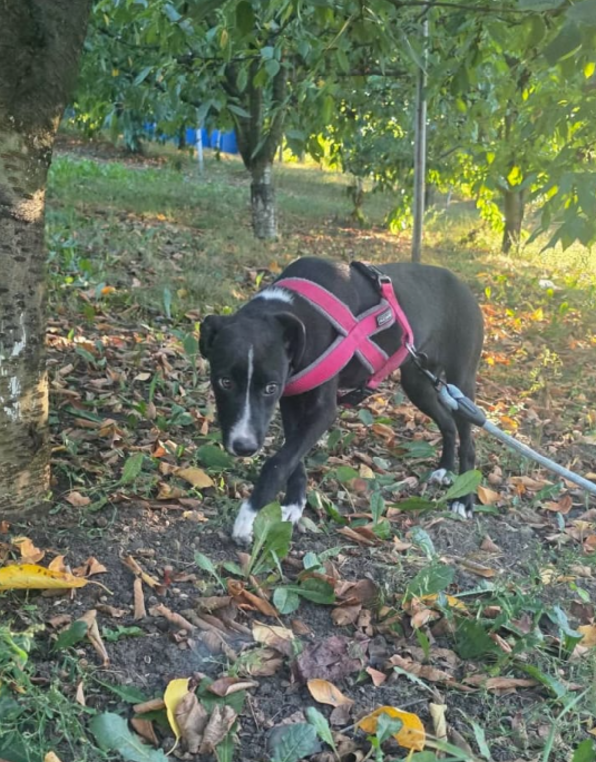 Adoption Charu