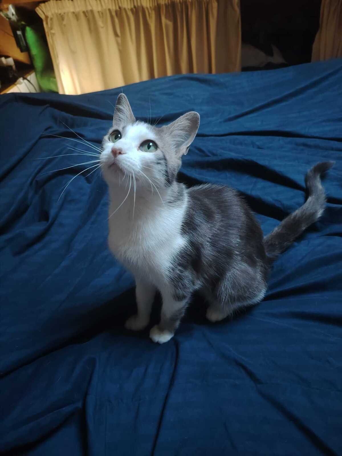 Adoption Aloé 
