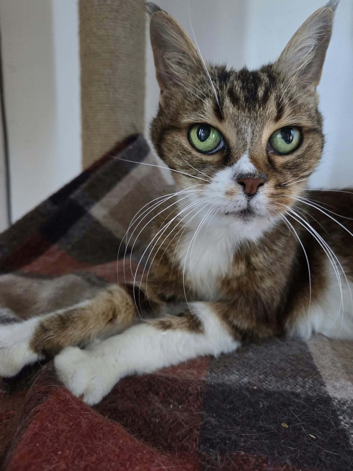Adoption Tea