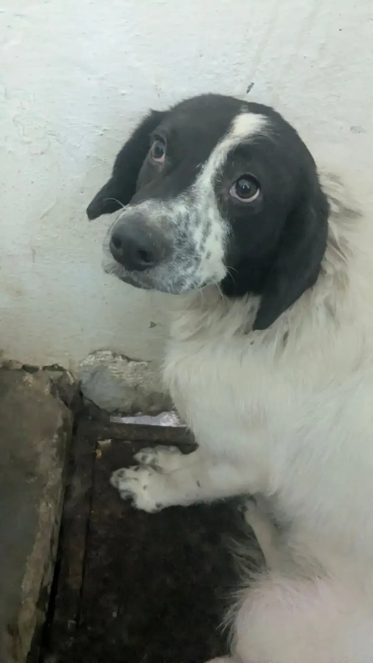 Adoption Lucia