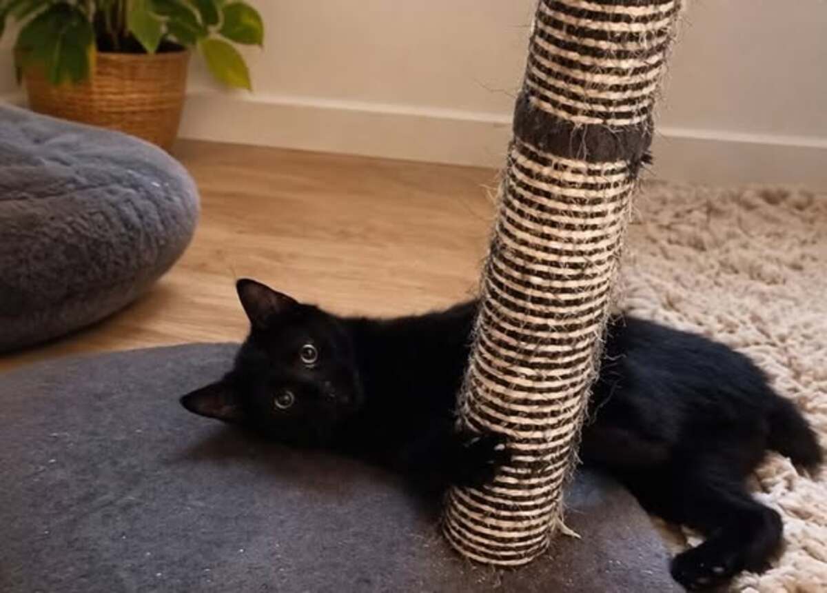 Adoption Astro