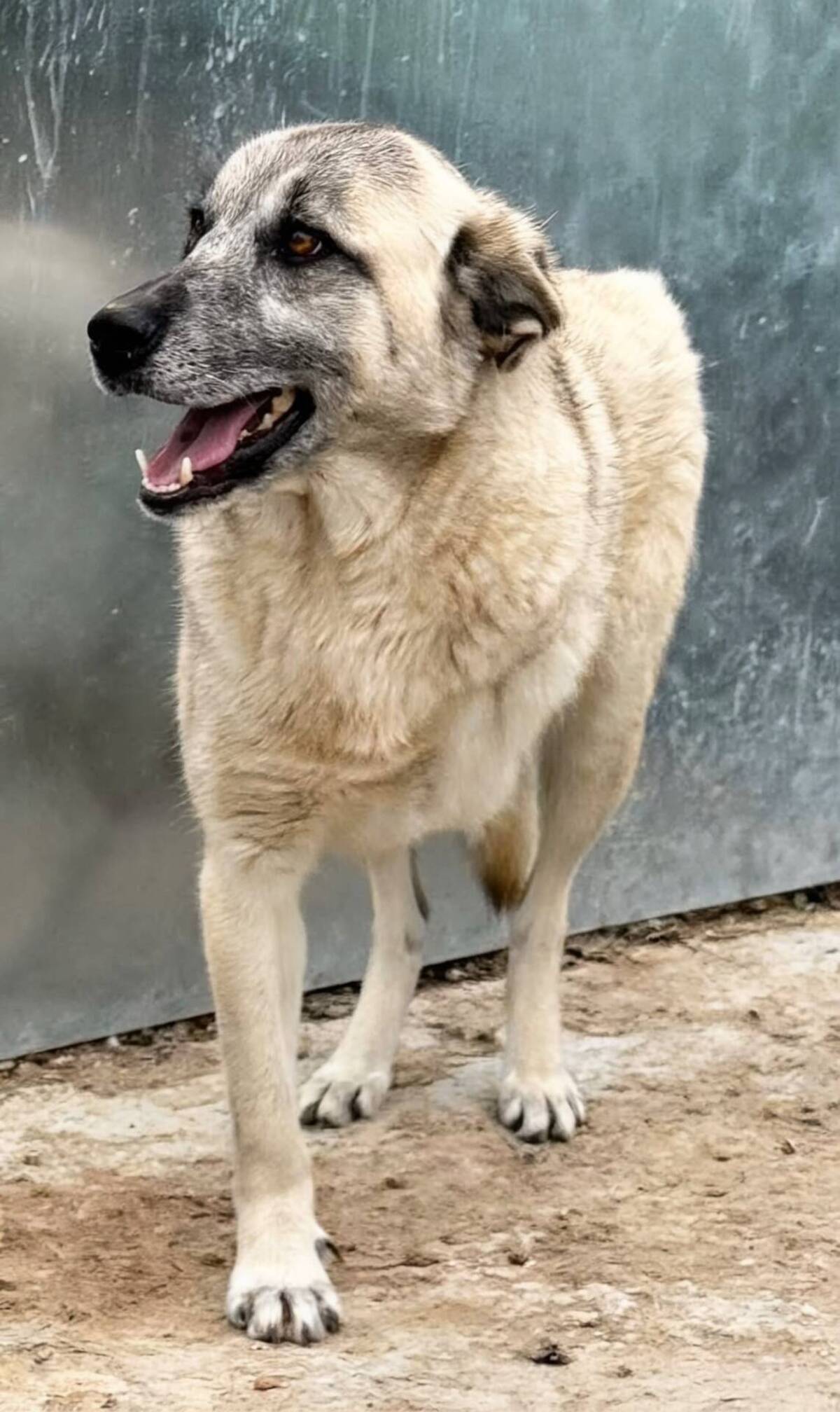 Adoption Frankie