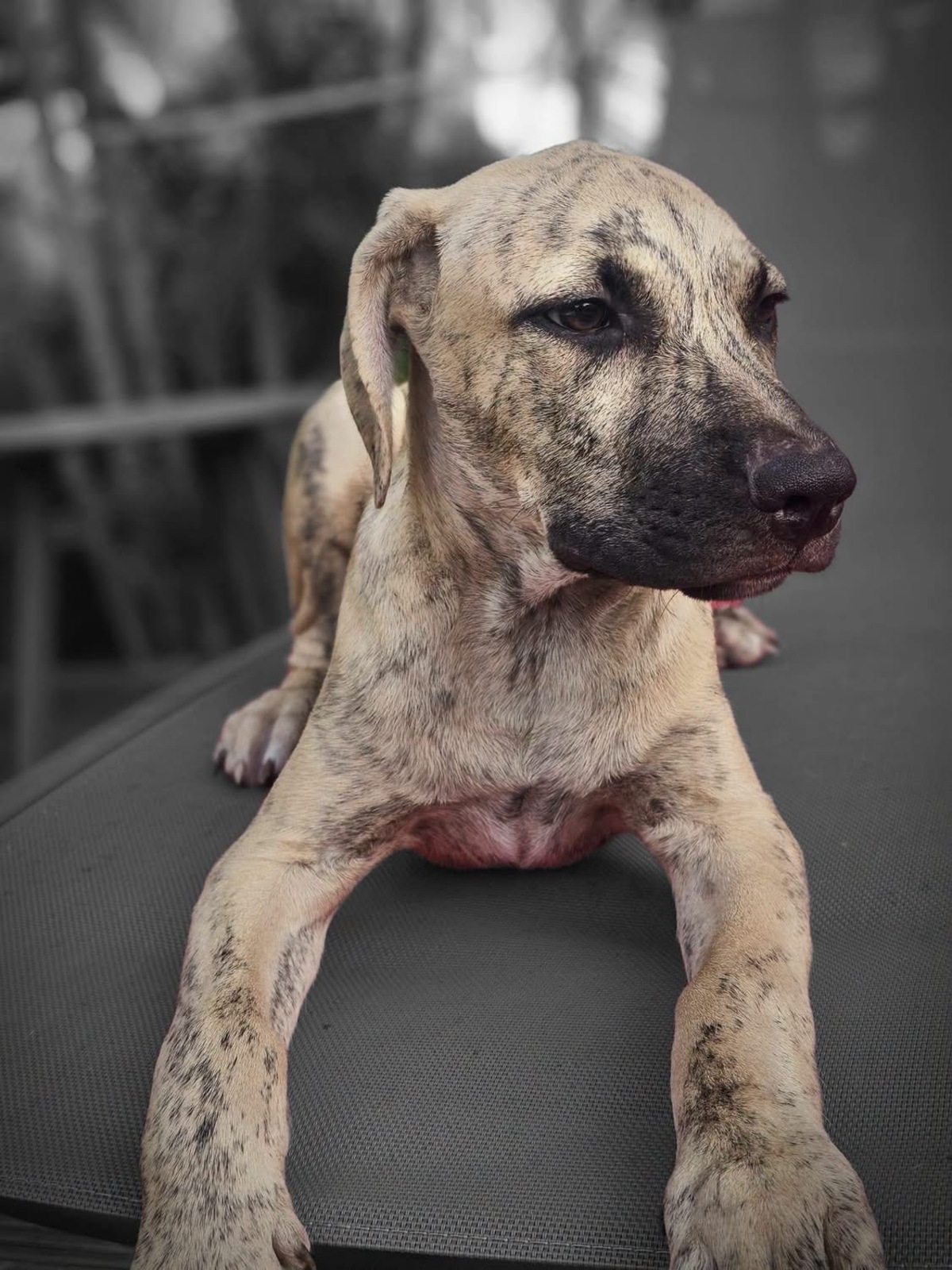 Adoption Fenzo
