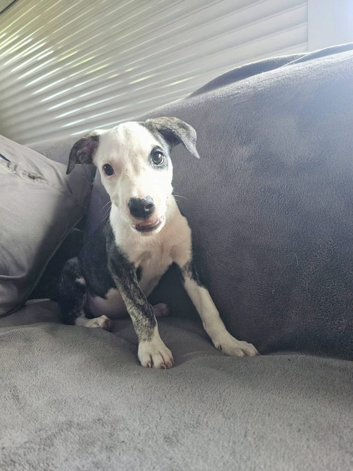 Adoption Tequila