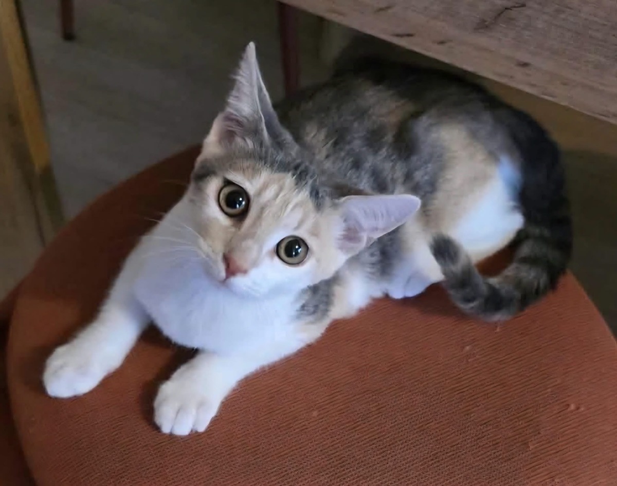 Adoption Ranine et Mayssa