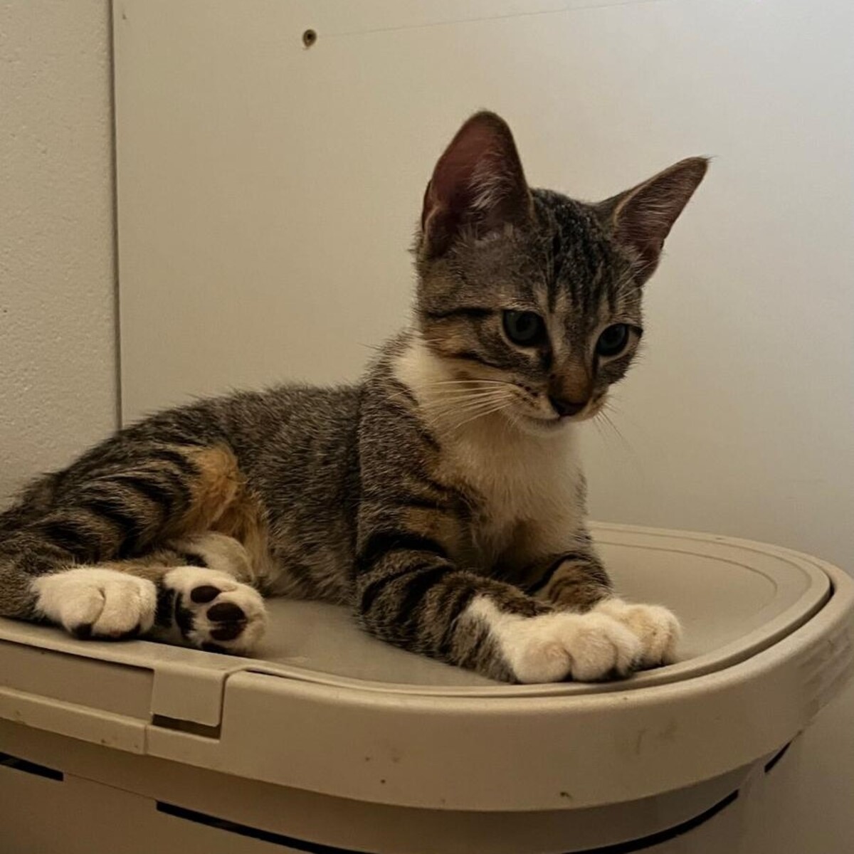 Adoption BOROMIR