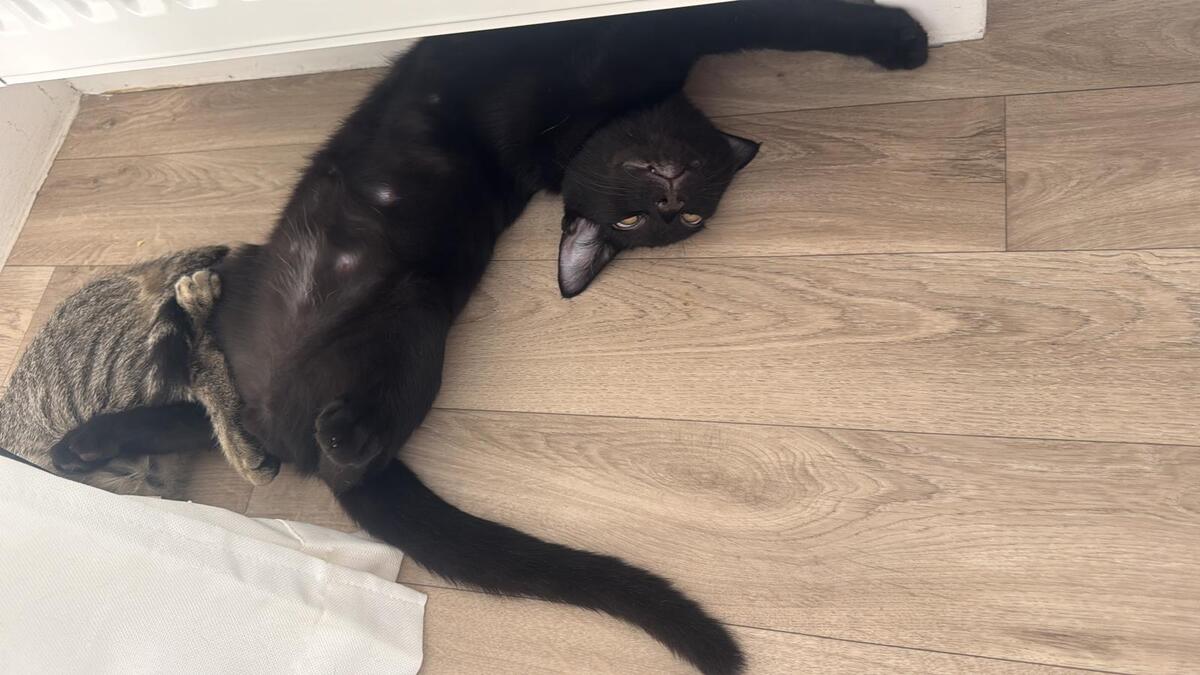Adoption Mouwnny 