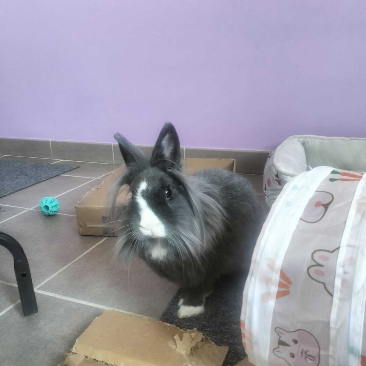 Adoption Milky