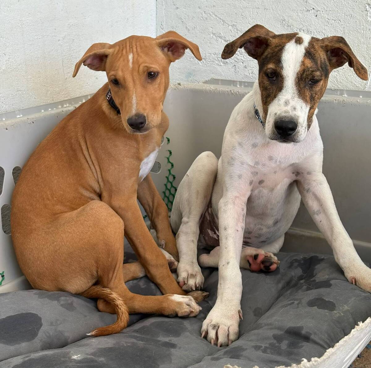 Adoption Amelia
