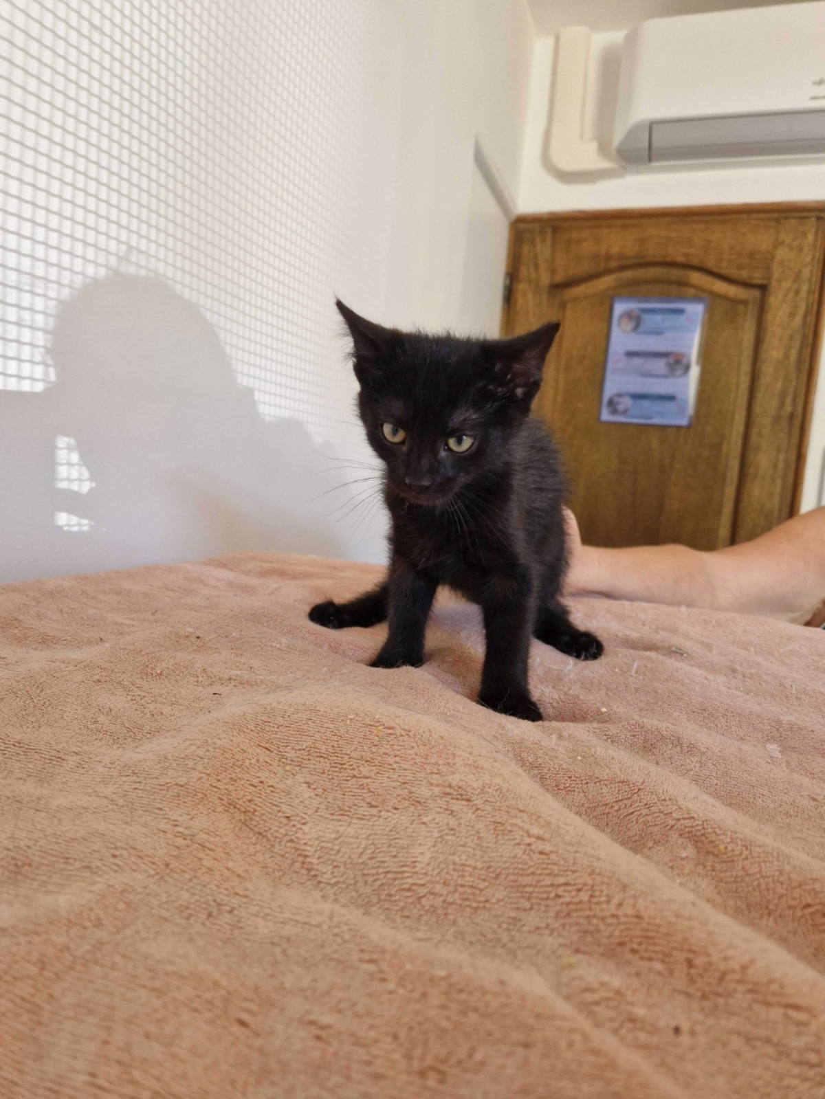 Adoption Bornéo