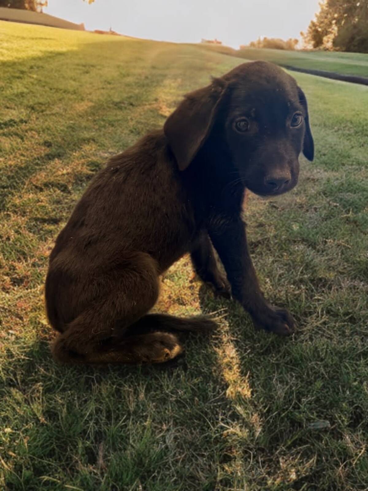 Adoption Xena