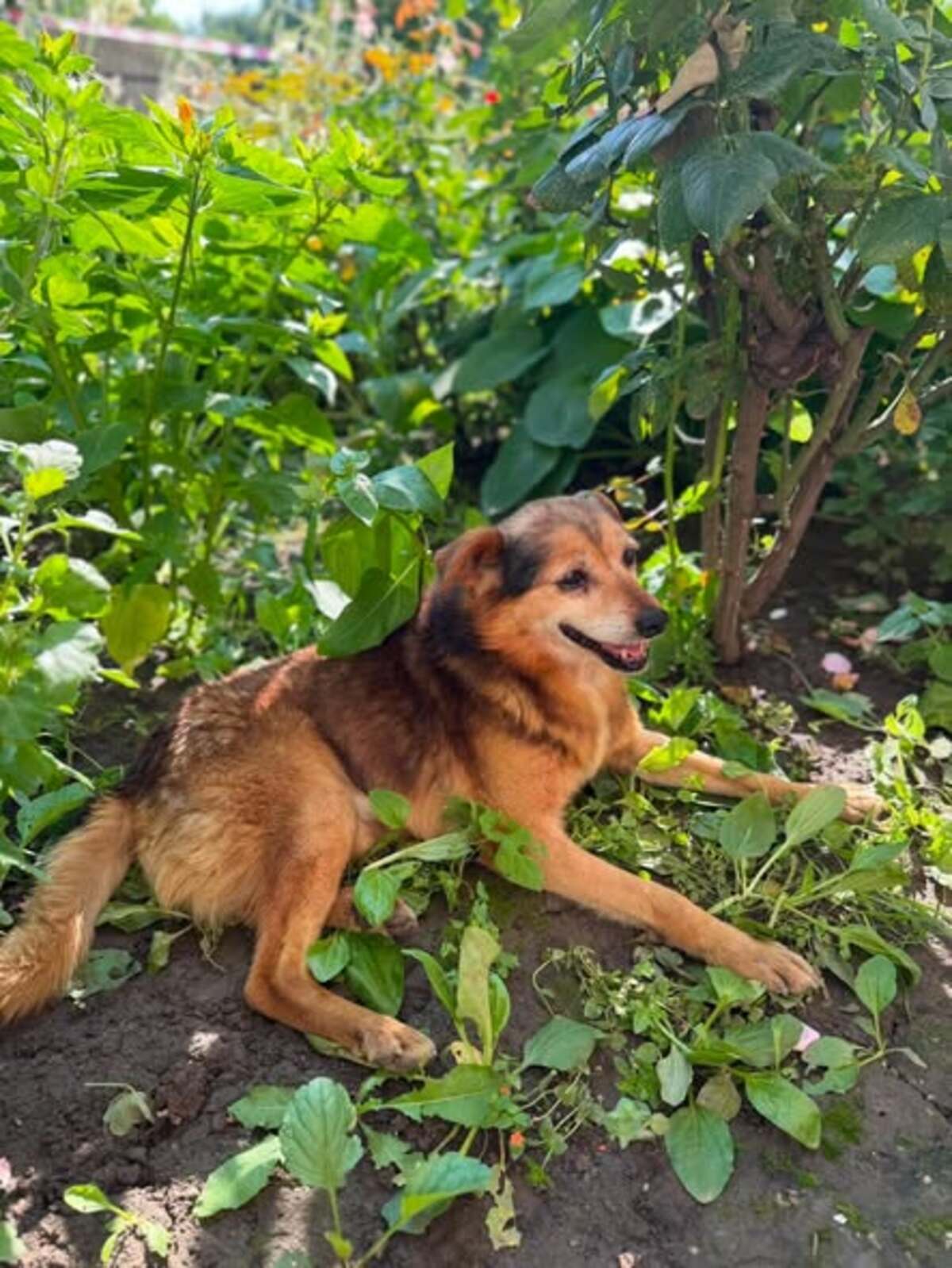 Adoption ALTAN