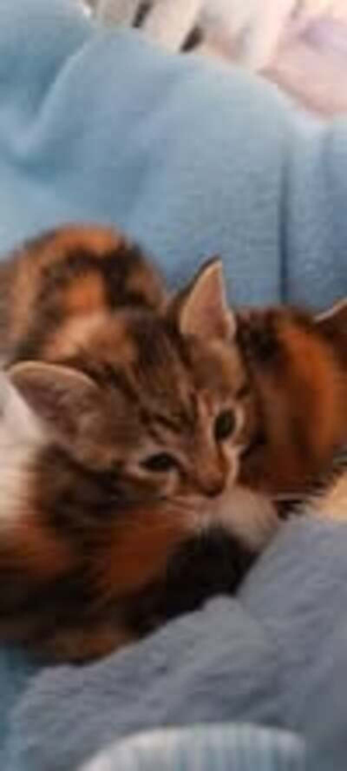 Adoption Queeny