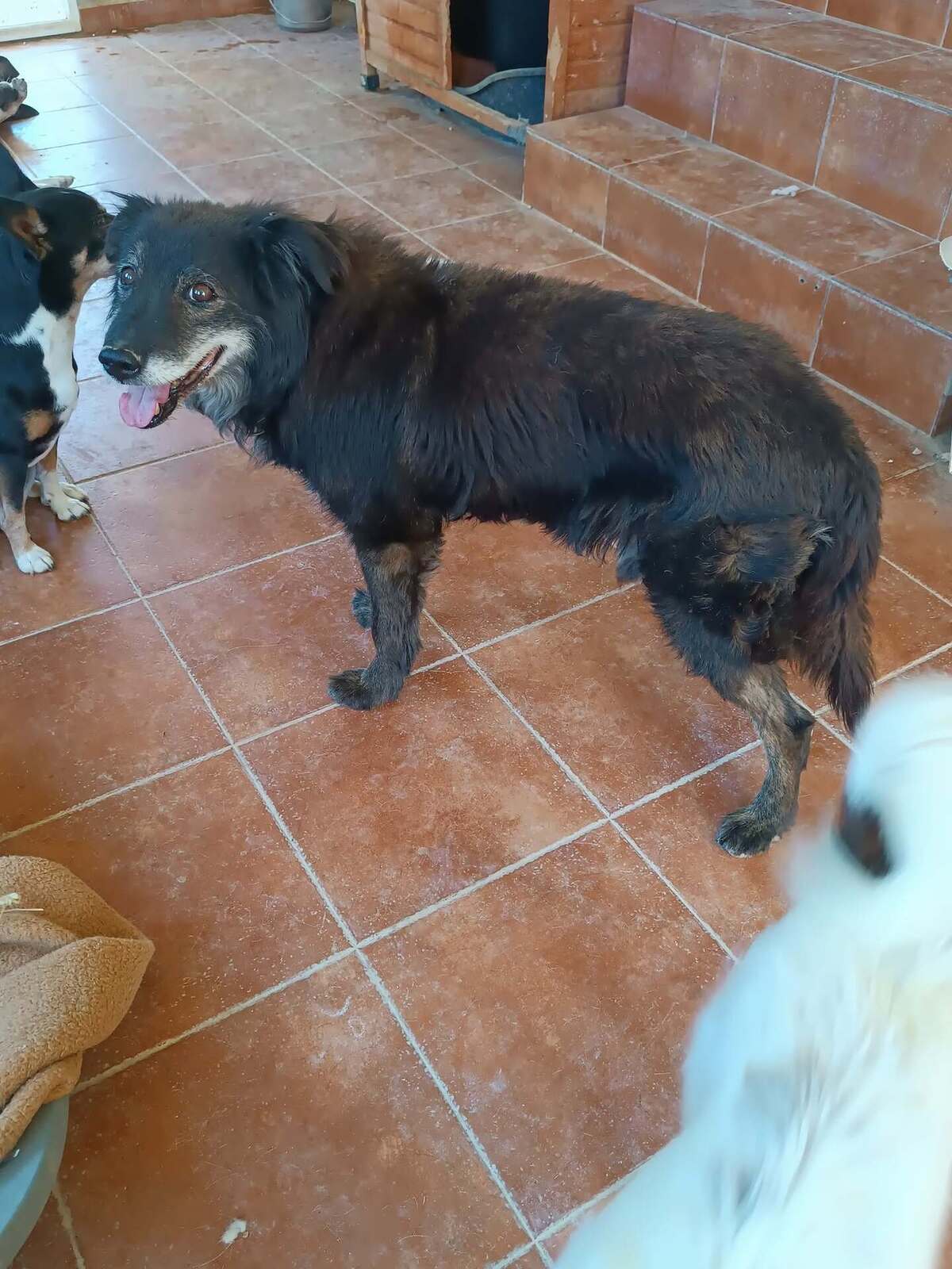 Adoption Manolo 