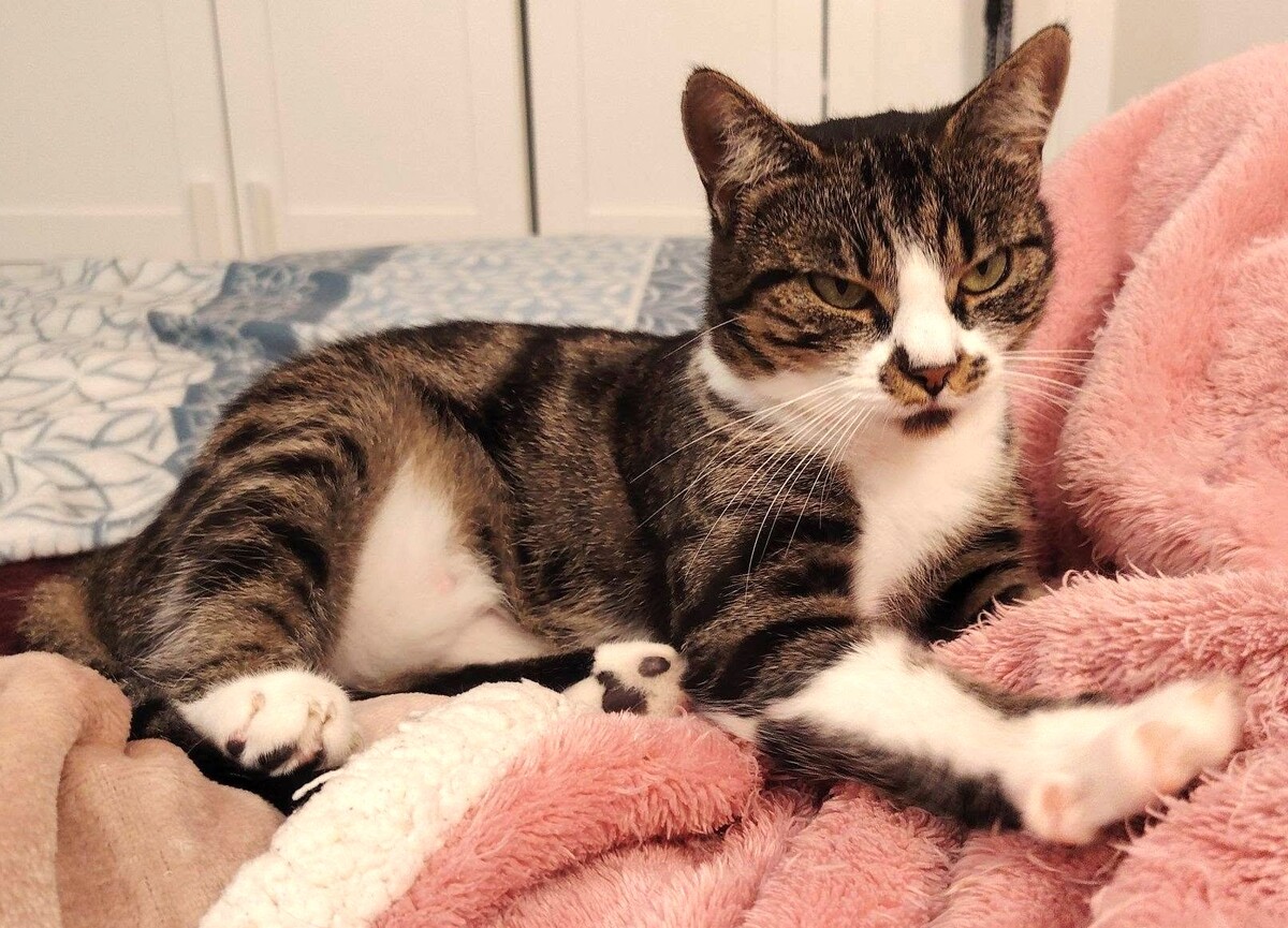 Adoption Zoya