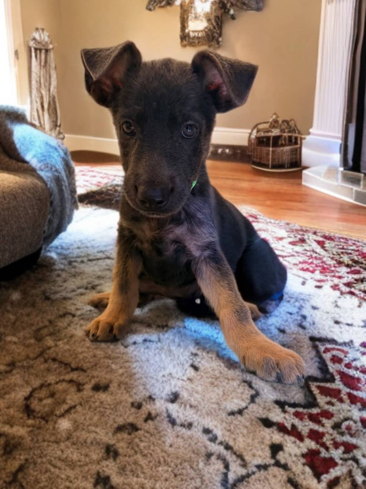 Adoption Jova