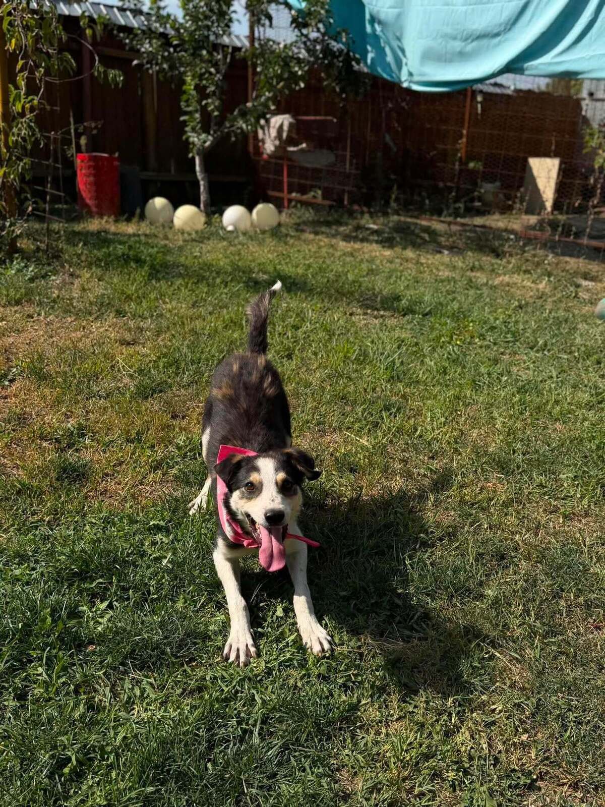 Adoption MANGUO