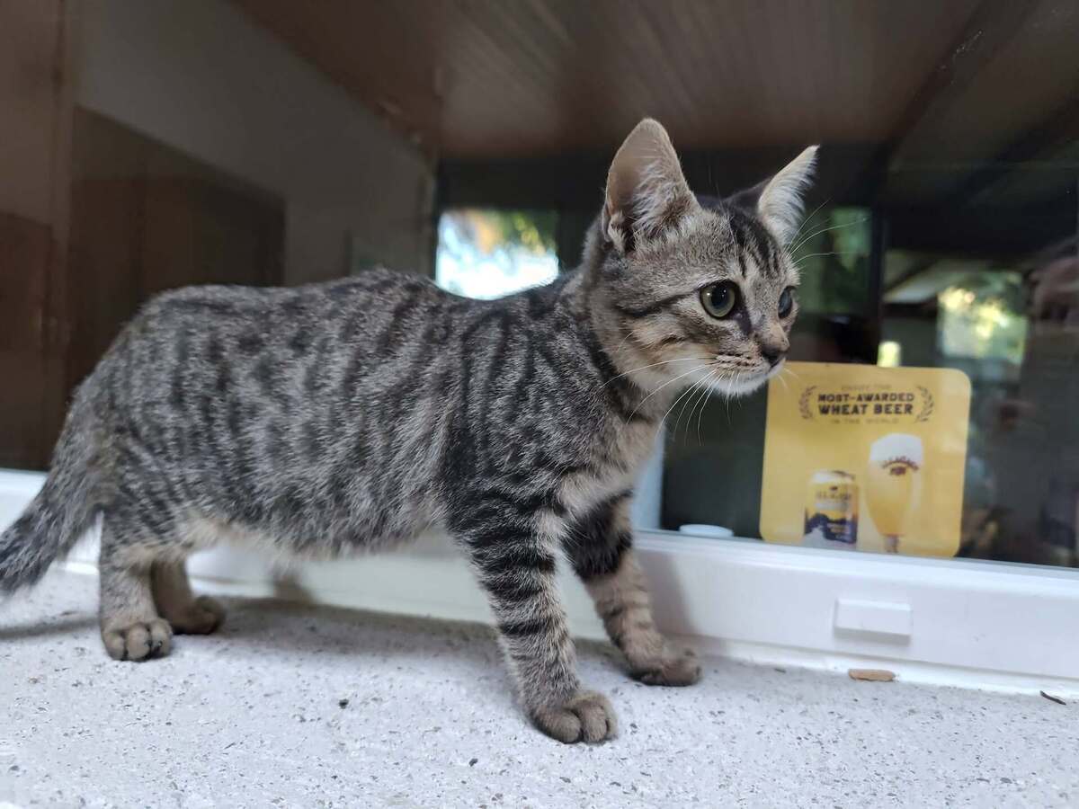 Adoption Blink 