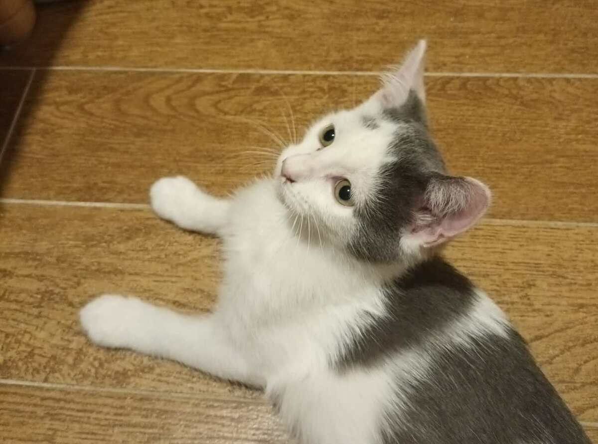Adoption Calimero