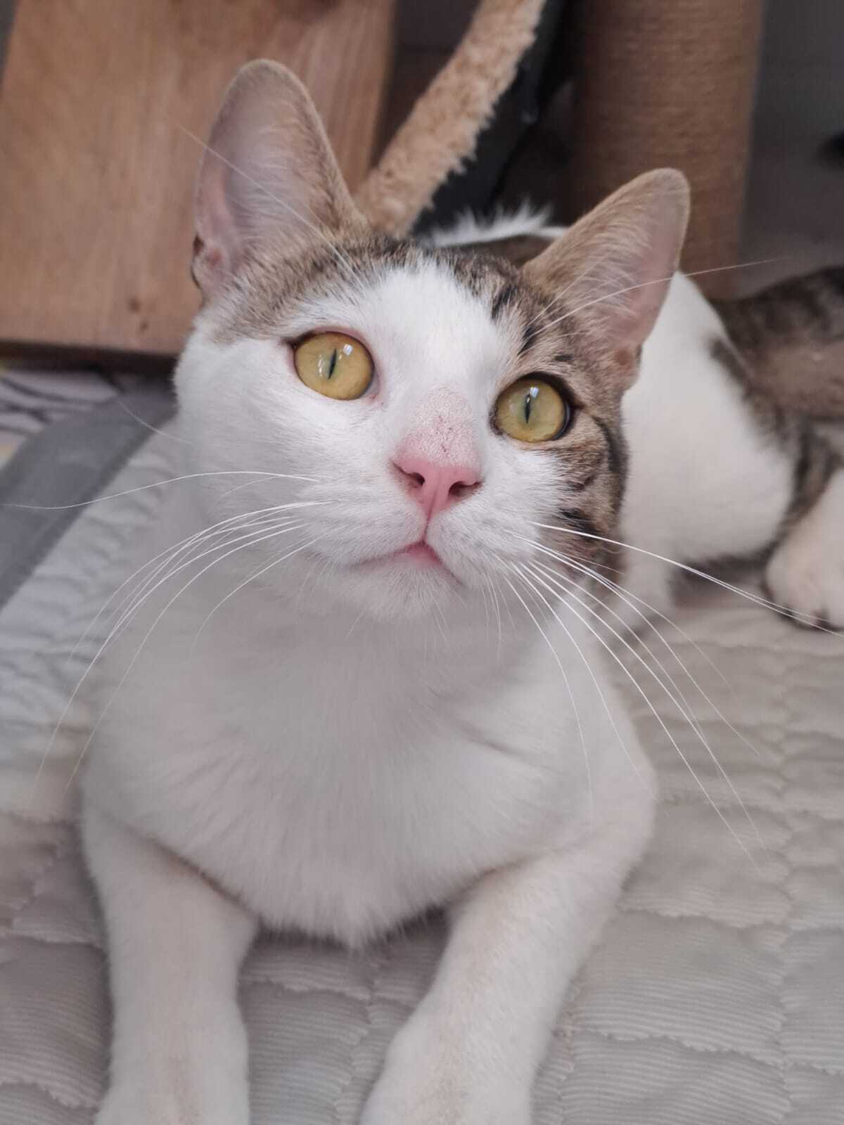 Adoption LANCELOT