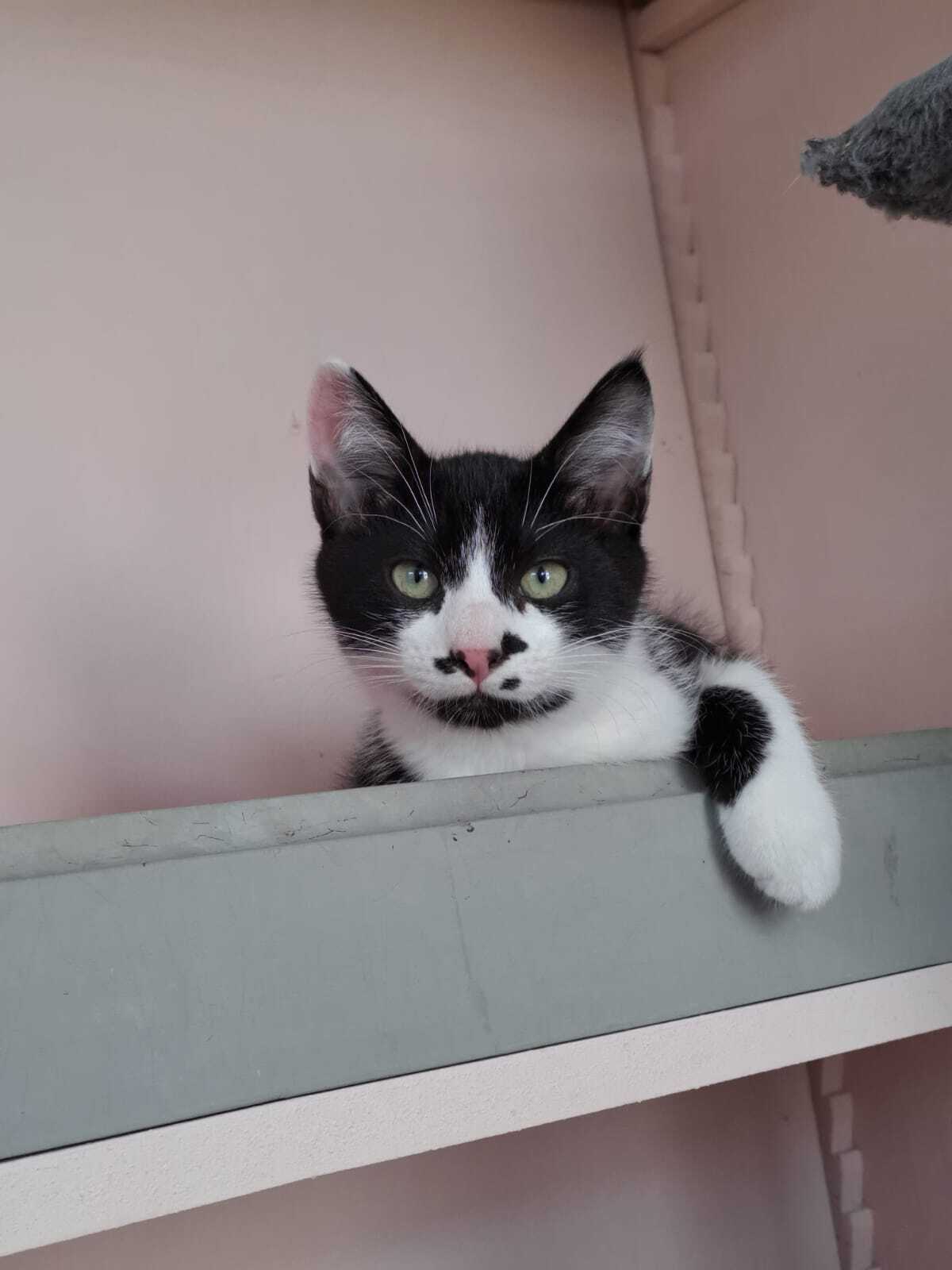 Adoption MENTHE