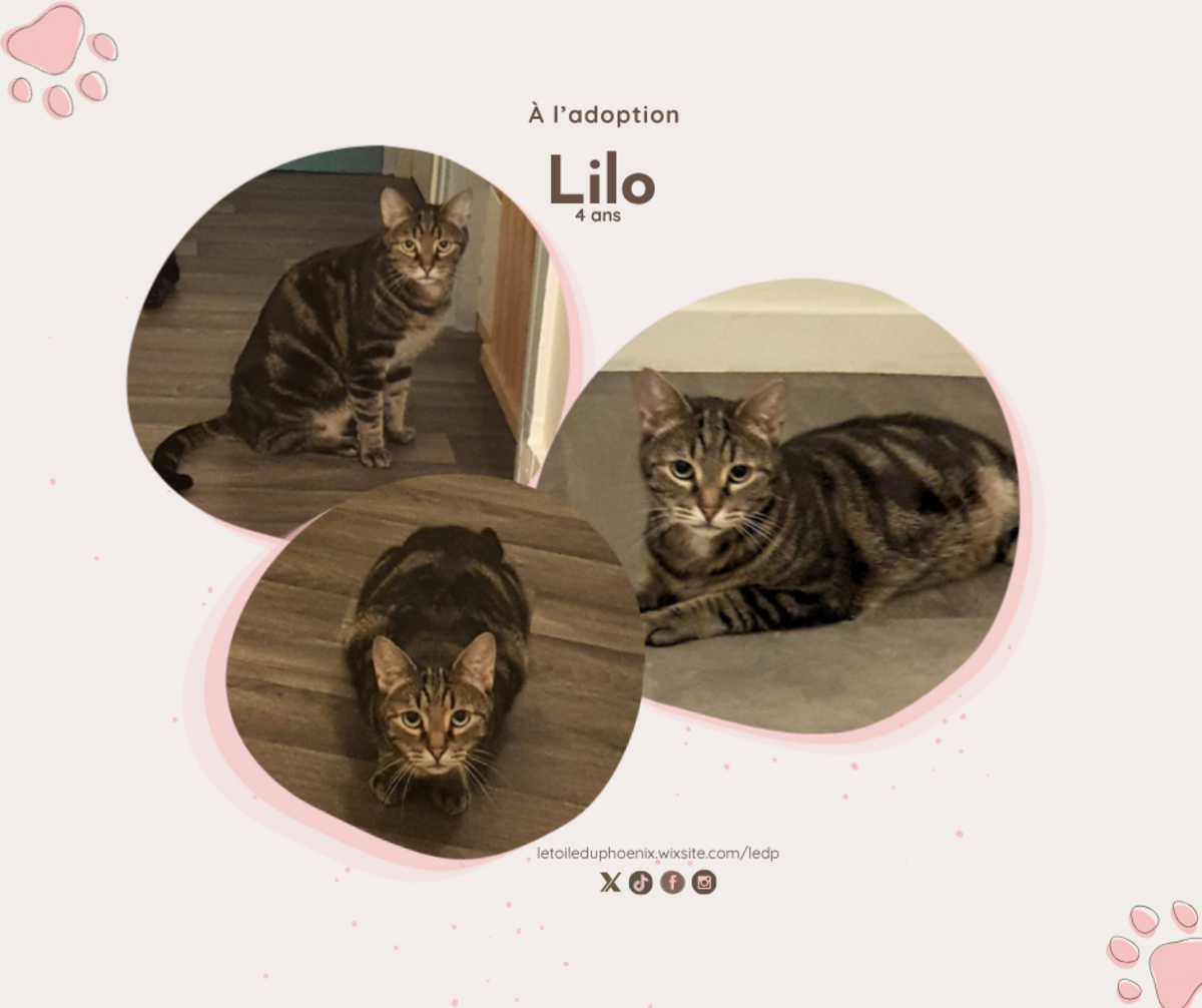 Adoption Lilo