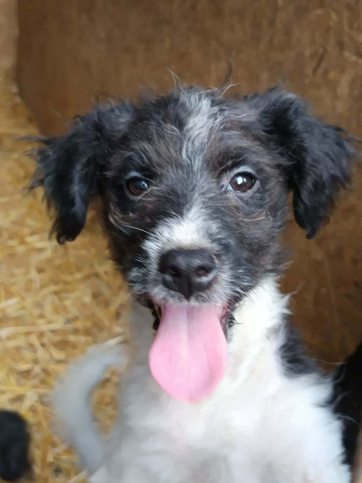 Adoption Crunchie