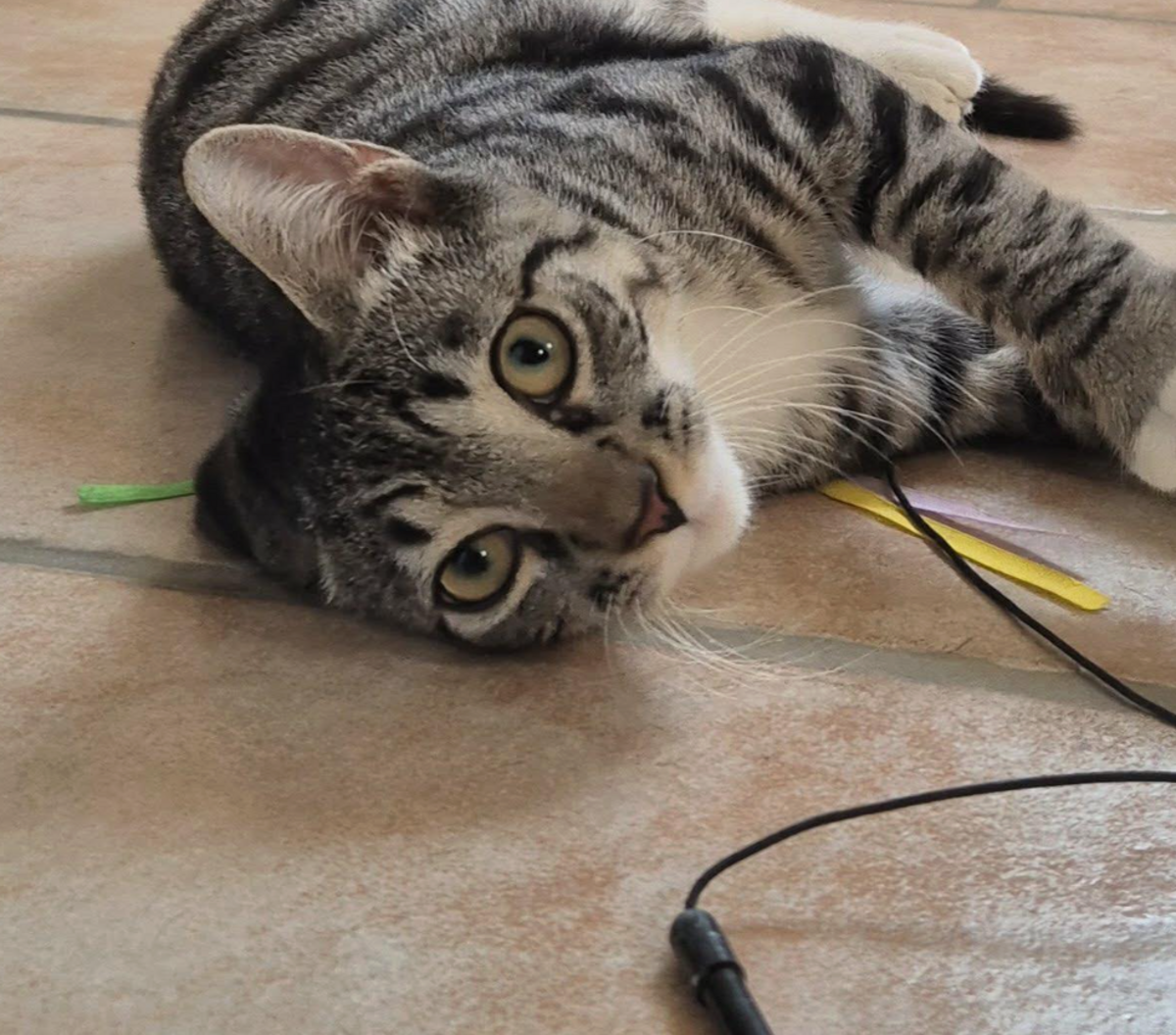 Adoption BANDIT 